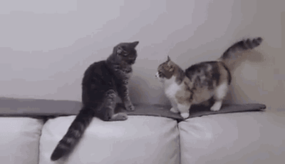 哪个品种的猫咪最粘人最调皮，世界5大最粘人的猫咪