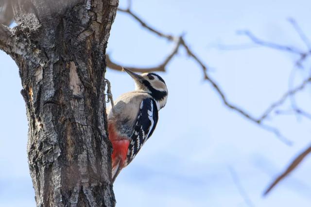 北方春季鸟类不完全图鉴，鸟类介绍（漂亮的鸟儿大合集）