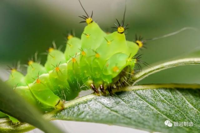 有哪些常见的飞蛾，自然记录蛾生一瞬