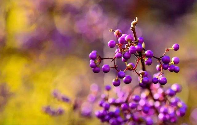 8种天然盆景大全，18个·高颜值盆景，太惊艳了