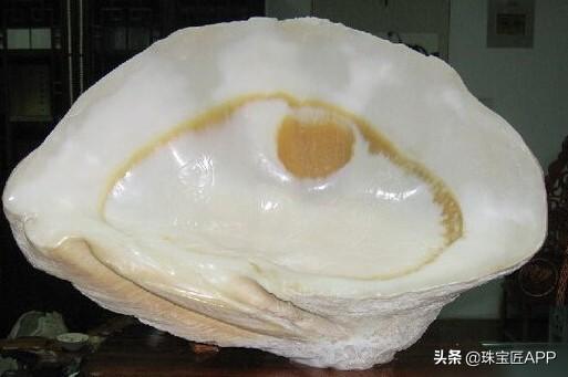 女王贝是什么宝石，贝壳首饰的颜色（珠宝首饰、钟表类目管理规则丨鸿石）