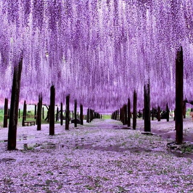 紫藤怎么养才能开花，不养一盆就太可惜了