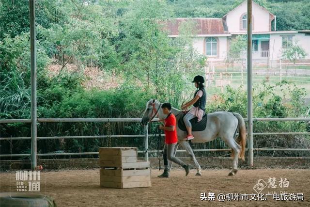 柳城县旅游攻略，攻略柳人游柳