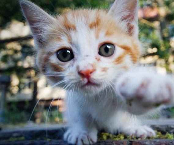 哪个品种的猫咪最粘人最调皮，世界5大最粘人的猫咪
