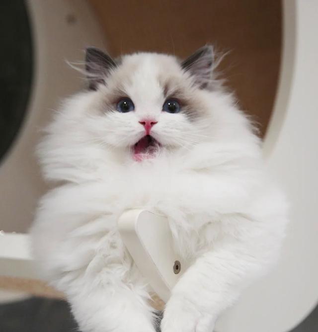 肥胖猫呼吸快(肥胖猫呼吸快吗)