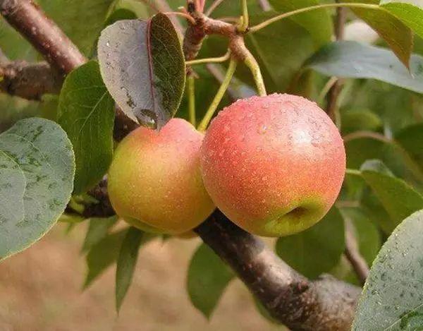 辽宁的物产有哪些，辽宁特有的水果