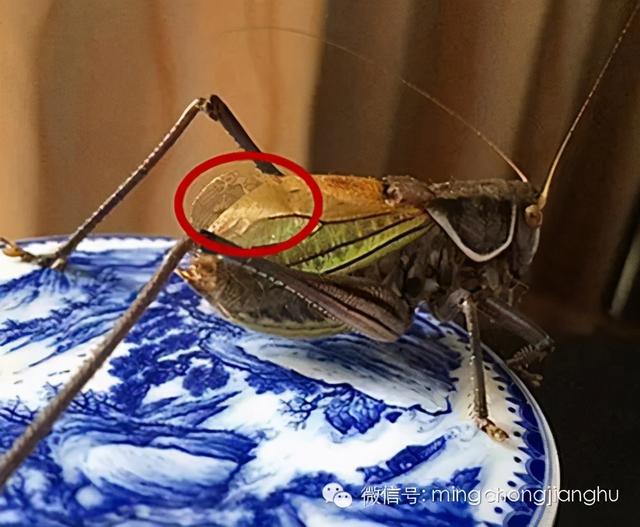 冬天和春天的蝈蝈有区别吗，这篇文章讲清楚了