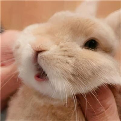 好听的兔子名字，宠物小白兔名字可爱洋气
