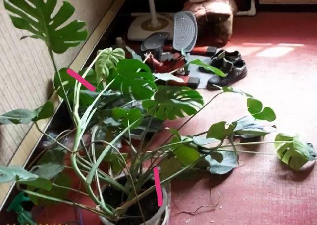 龟背竹的水养方法和注意事项，养龟背竹用对土