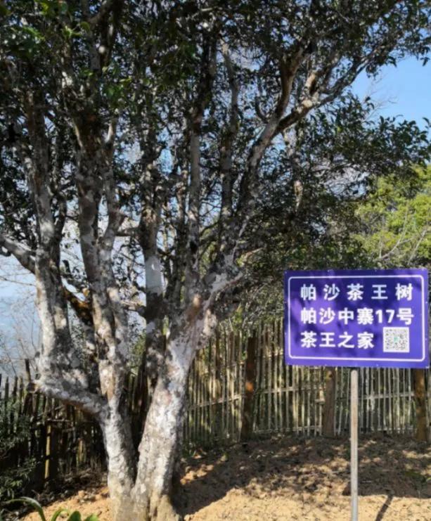 名山帕沙古樹普洱生茶，01帕沙古樹茶