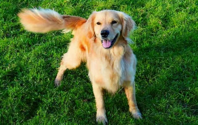 狗狗摇尾巴表示啥意思，狗狗在不同情况的摇尾巴