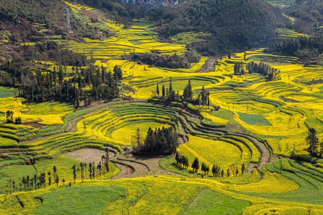 罗平油菜花最佳时间，去罗平看油菜花攻略