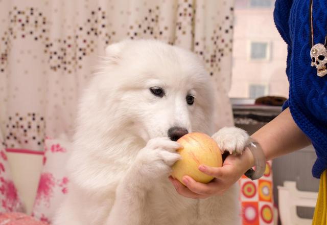 狗狗喜欢吃什么，狗狗爱吃什么食物对身体好（狗狗超爱吃的6种食物）