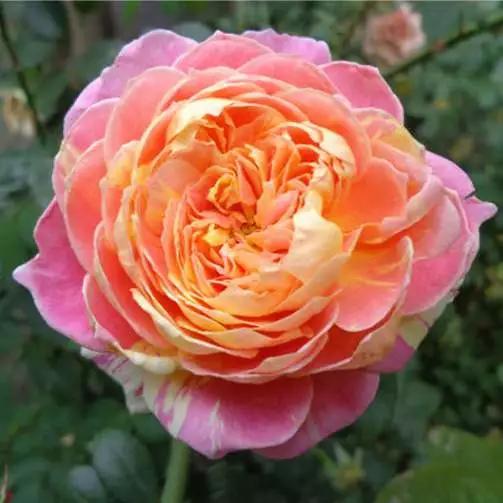 哪个品种的月季花开得大，为什么南方地区一些月季品种不爱开花