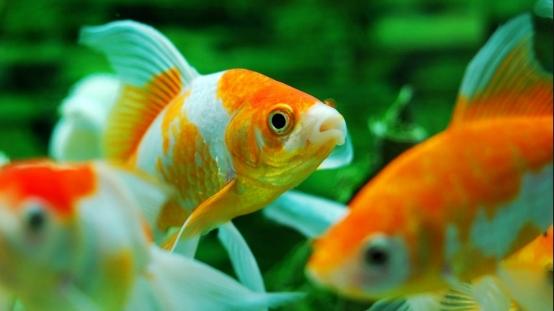 黄金猛鱼打得过森蚺吗，地球恐怖的十大蟒蛇