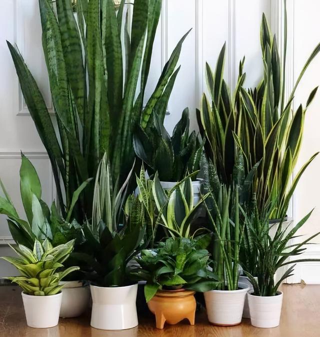 最适合家庭净化空气的花，17种公认的养人花