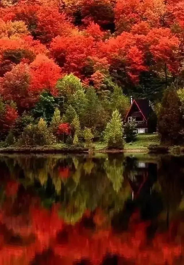 秋天银杏十大绝美诗句，咏上海001号古银杏树