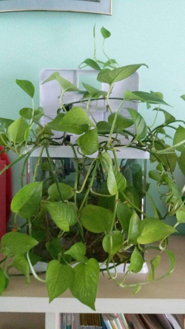 鱼缸适合养的植物，鱼缸里面可以养3种植物