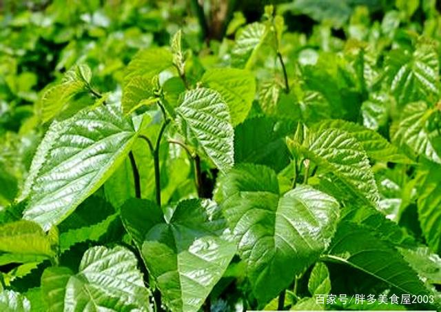 蚕宝宝除了吃桑叶还喜欢吃什么，蚕宝宝的一日三餐