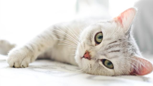 养猫的人容易得什么病，养猫容易得什么病（网友：我得了好几种病）