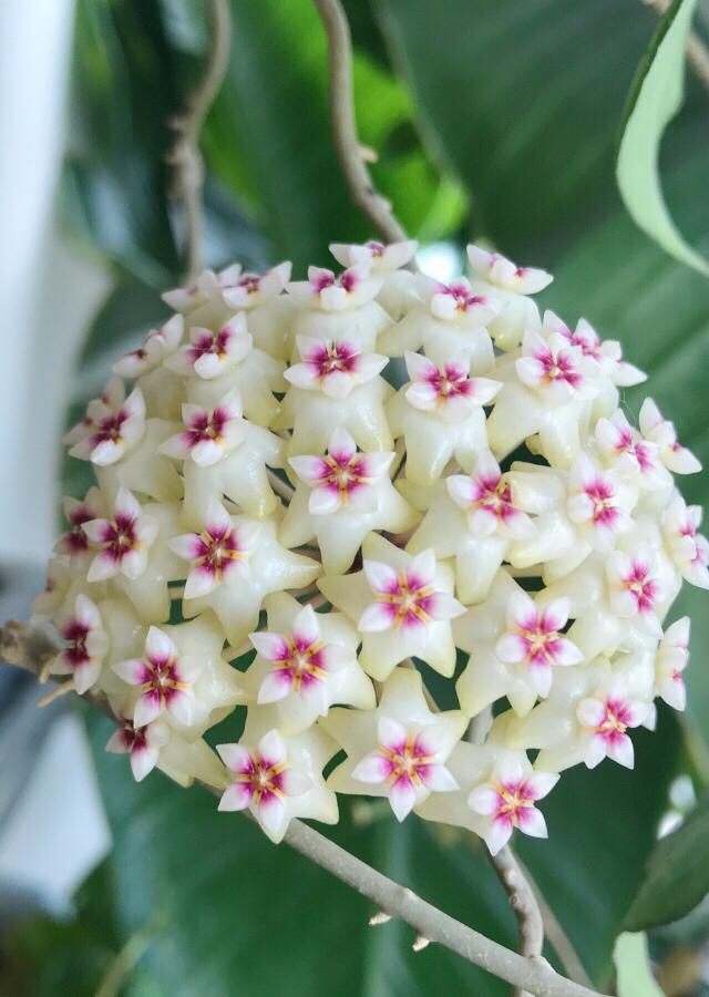 室内适合养的香花，养在家里味道清新
