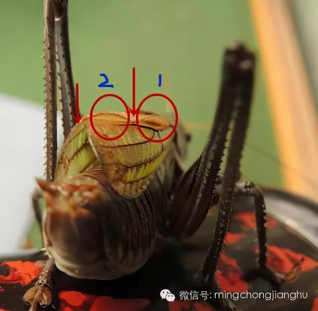 冬天和春天的蝈蝈有区别吗，这篇文章讲清楚了