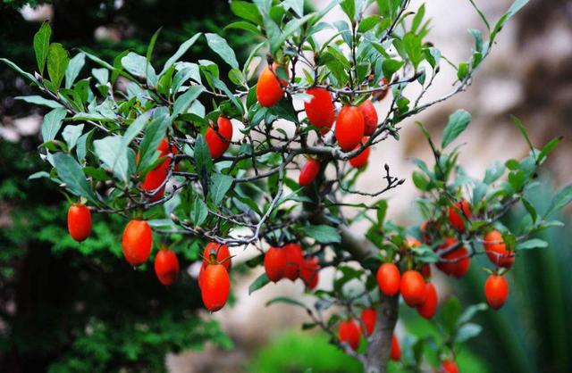 八种常见有毒花，这15种大毒花