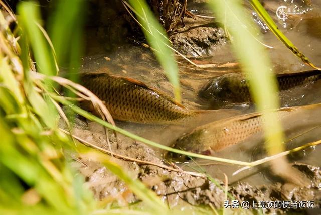 鲫鱼汤怎么炖好喝又营养，鲫鱼汤怎样做不腥又好喝又有营养（只会下油锅煎就错了）