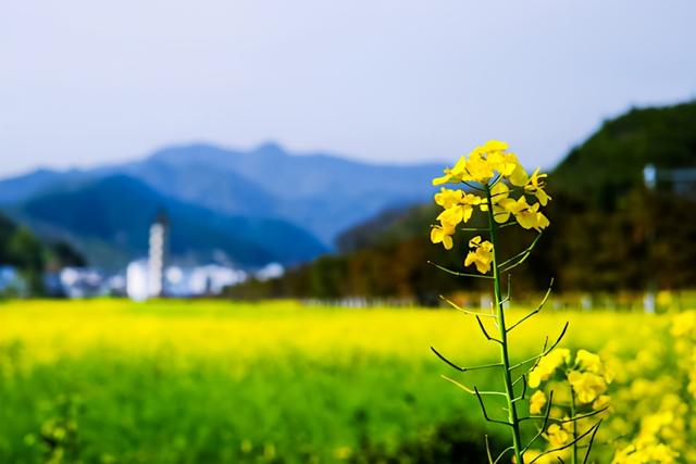 二月二蒸大花糕，二月二撑腰糕
