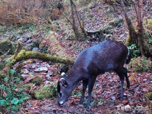 动物的角类型，浅谈哺乳动物的