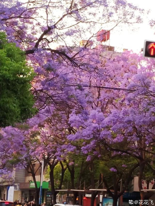 春夏秋冬四季什么花好看，这十种花几乎一年四季都开花