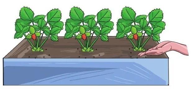 家中草莓怎么叶子会干，草莓喜欢湿润却极易患病