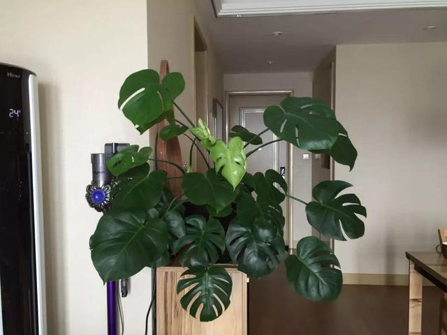 龟背竹的水养方法和注意事项，养龟背竹用对土