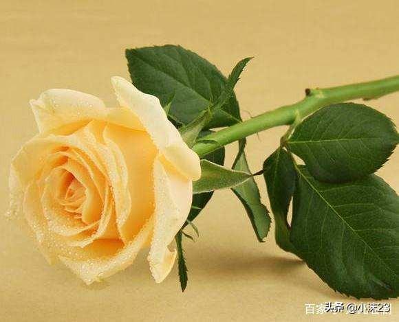 情人节送什么给男朋友情人节要到了，你知道玫瑰花的花语吗？