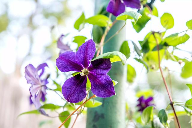 15种爬藤植物，22种爬藤植物开花多