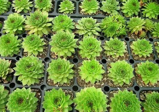 观音莲怎么繁殖，观音莲的繁殖养护（早春养观音莲）