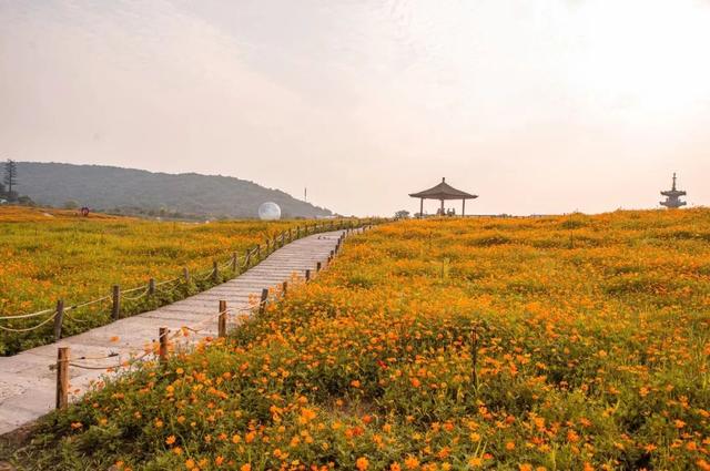 拈花湾攻略必去景点，1600亩拈花湾樱花海