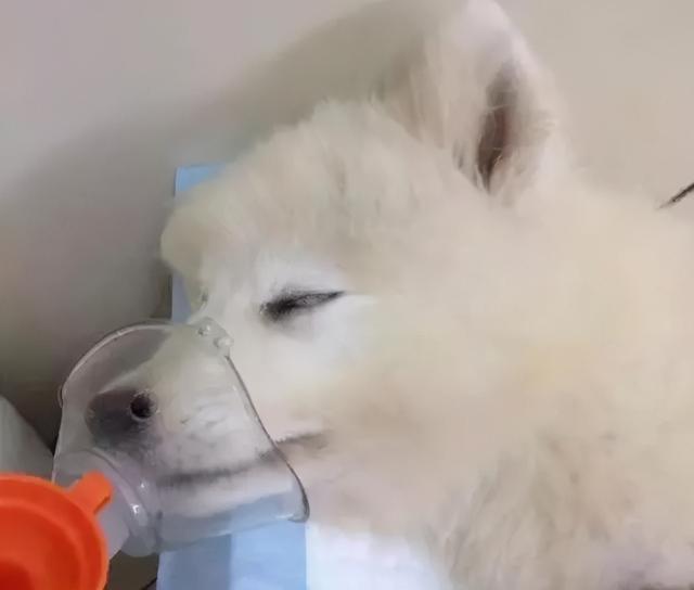 星期狗的特点和习惯，如果狗狗有这些特征