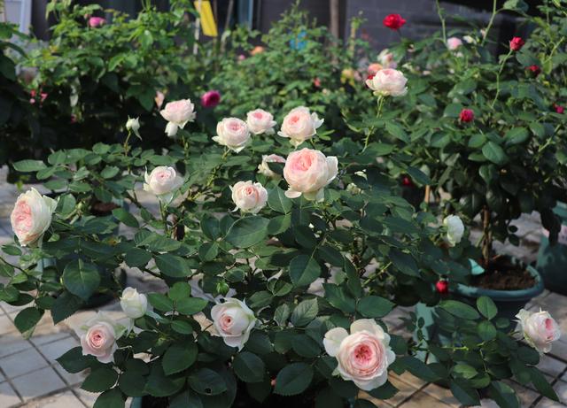 各种家庭阳台花养法，你的阳台还缺花花吗