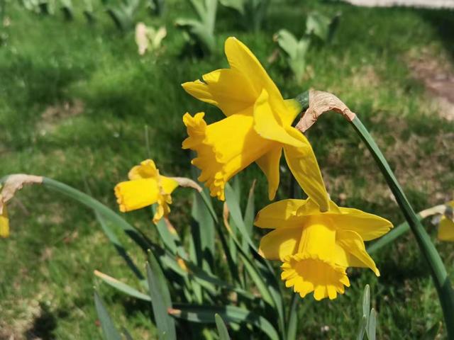 清明适合赏花的地方，纷纷春雨过后是最美人间四月天