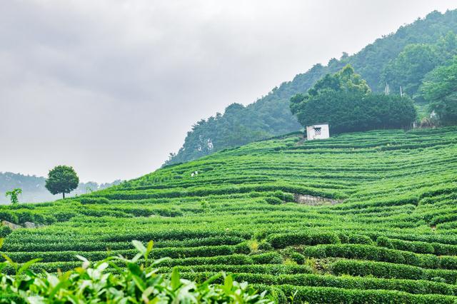 怎么正确泡龙井茶，但你知道怎样泡吗