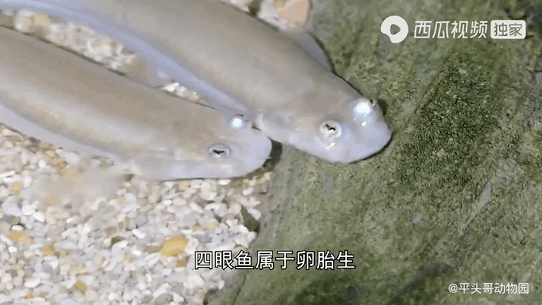 吸血的动物有哪些，最凶狠的十种吸血动物