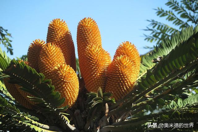 世界上十大奇异的植物，地球上最珍稀的20种植物