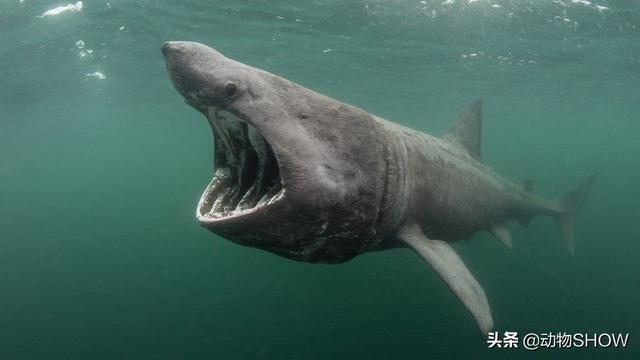 世界上最大的鱼有几种，你见过世界上最大的10种鱼吗
