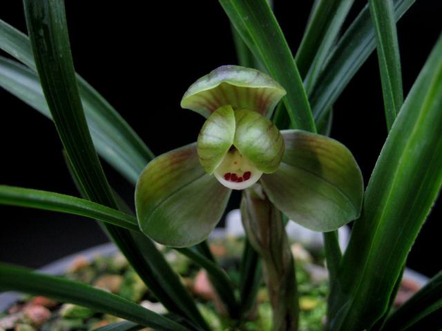 家庭适合养哪种兰花，一盆这样的兰花可以在北京换一套房子