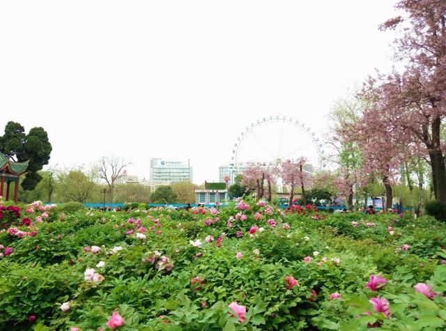 郑州周边免费景点，郑州最近免费旅游景点大全（不出郑州的8个赏花遛娃地）