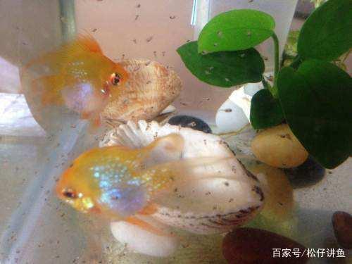 金波子鱼如何养，饲养短鲷金波子