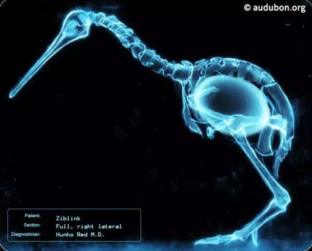 什么鸟没有翅膀，世界上有一种没有翅膀的鸟（却没有翅膀和尾巴）