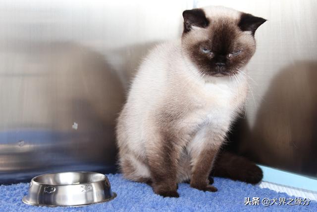 猫咪糖尿病处方粮推荐(猫糖尿病怎么护理)