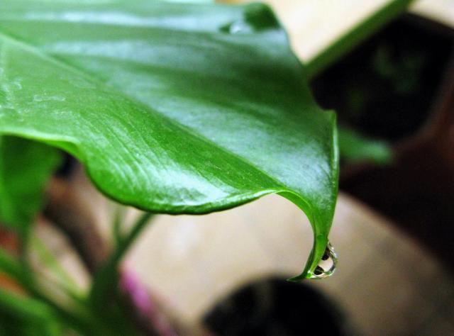 滴水观音开花寓意着什么，花语是志同道合